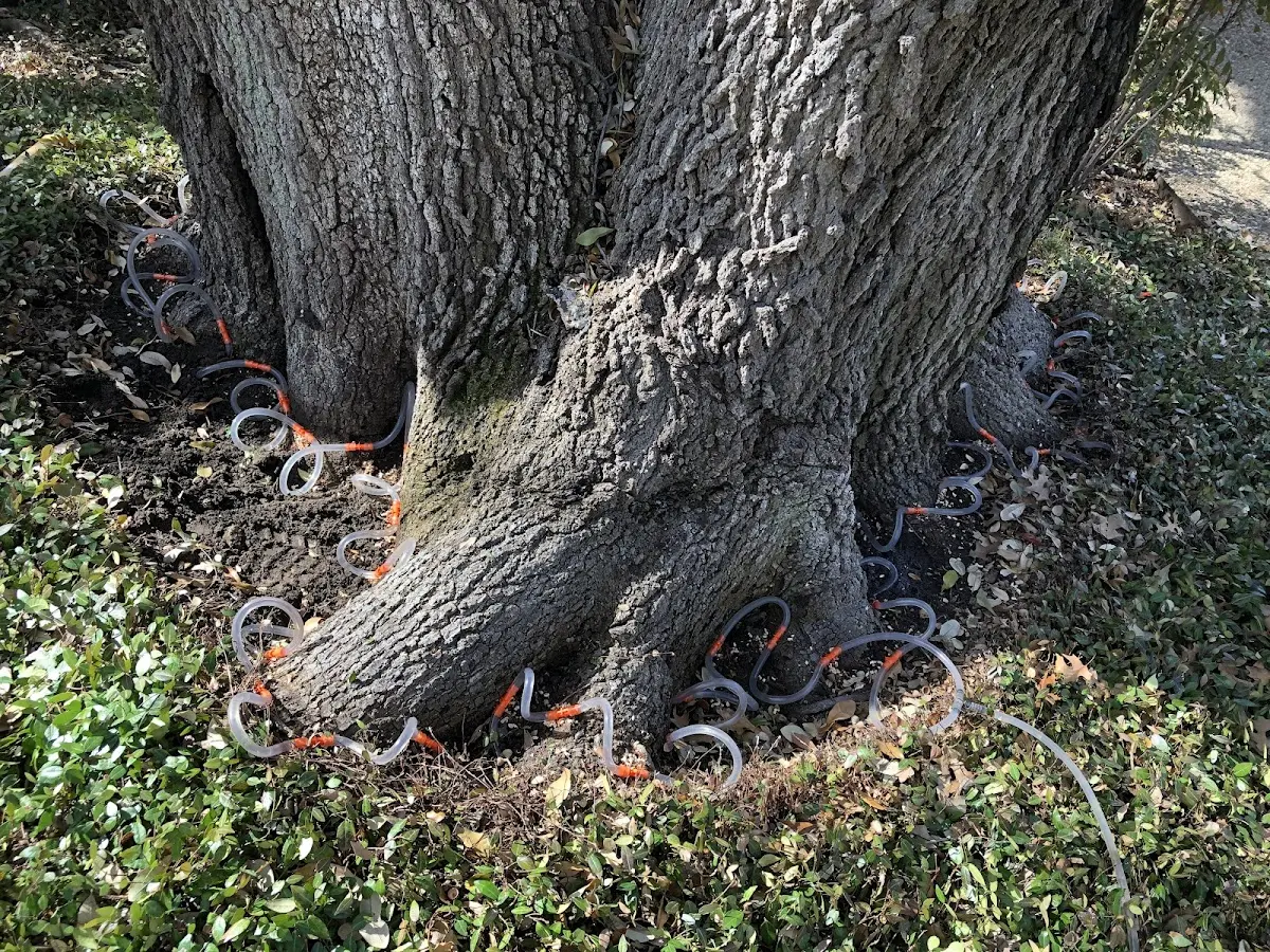 Detailed Tree Cabling and Bracing job site in Quantico