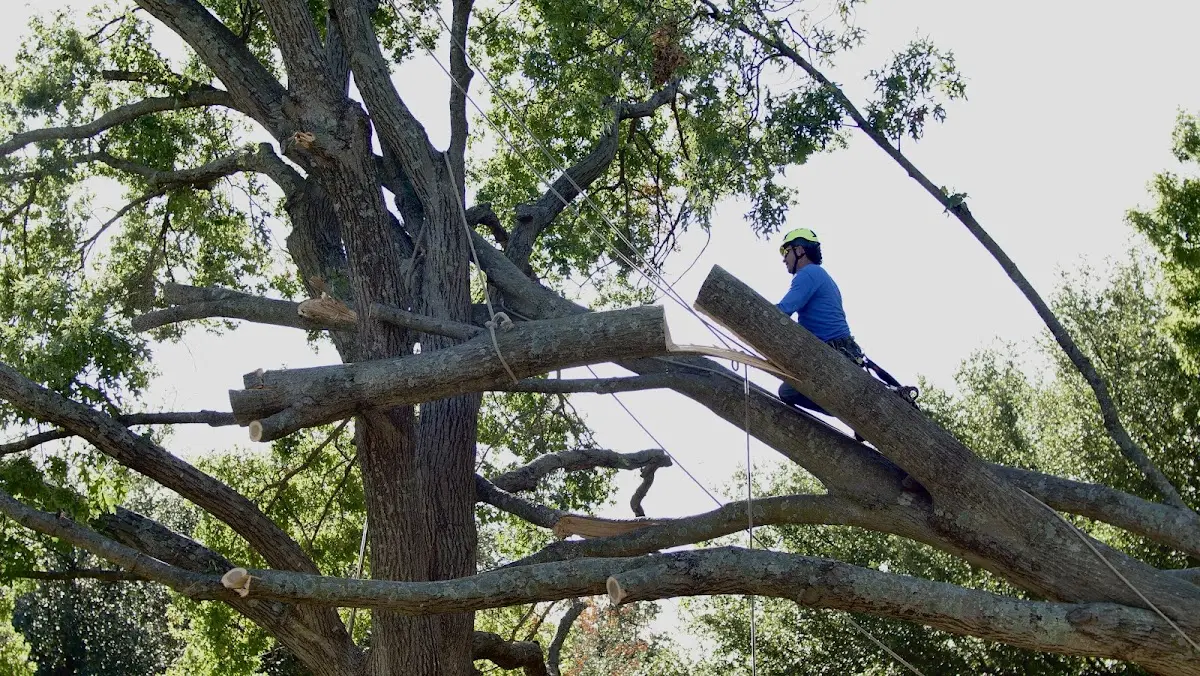 Professional Hazardous Tree Removal performed by certified arborists in Quantico