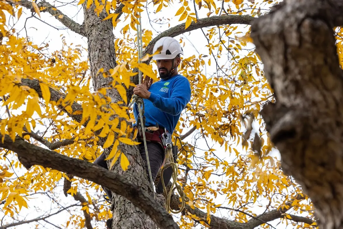 Skilled Emergency Tree Service crew working in Quantico